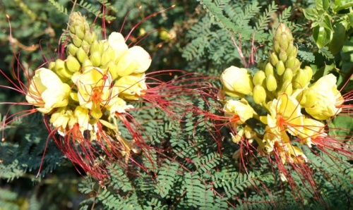 Calligaro ( Fuerteventura ) Calligaro ( Fuerteventura )