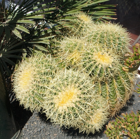 Calete de Fuste ( Fuerteventura ) Calete de Fuste ( Fuerteventura )