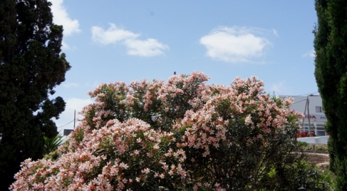Puerto de Rosario ( Fuerteventura ) Puerto de Rosario ( Fuerteventura )