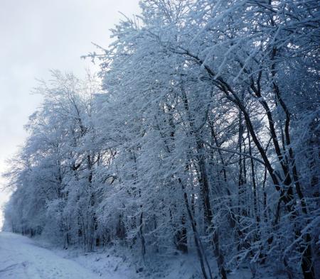 Paysage d'hiver dans les Fagnes wallonnes ( Spa - Malchamps )