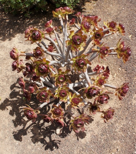 Ecomusee d' Algogida ( Fuerteventura ) Ecomusee d' Algogida ( Fuerteventura )