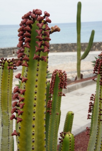 Puerto de Rosario ( Fuerteventura ) Puerto de Rosario ( Fuerteventura )