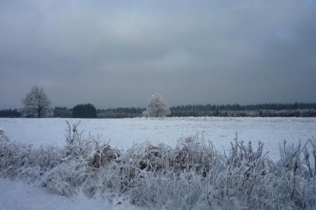 Paysage d'hiver dans les Fagnes wallonnes ( Spa - Malchamps )