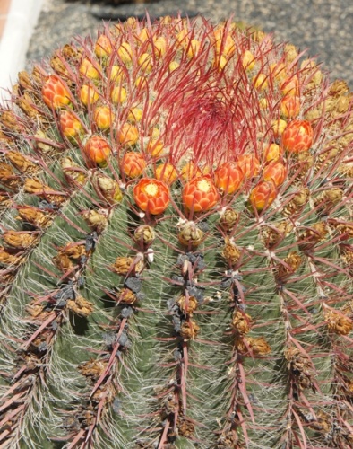 Calete de Fuste ( Fuerteventura ) Calete de Fuste ( Fuerteventura )