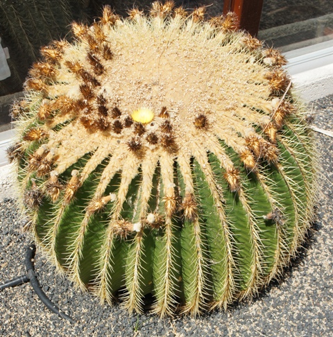 Calete de Fuste ( Fuerteventura ) Calete de Fuste ( Fuerteventura )