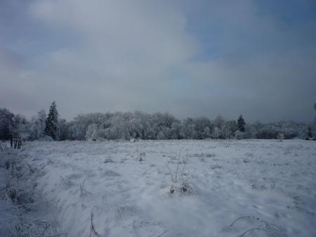 Paysage d'hiver dans les Fagnes wallonnes ( Spa - Malchamps )
