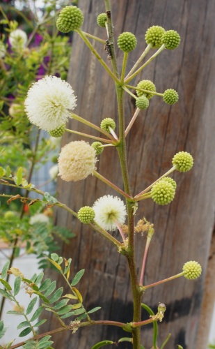 Calligaro ( Fuerteventura ) Calligaro ( Fuerteventura )