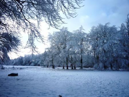 Paysage d'hiver dans les Fagnes wallonnes ( Spa - Malchamps )