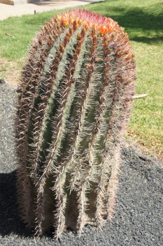 Calete de Fuste ( Fuerteventura ) Calete de Fuste ( Fuerteventura )