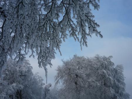 Paysage d'hiver dans les Fagnes wallonnes ( Spa - Malchamps )