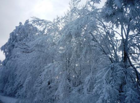 Paysage d'hiver dans les Fagnes wallonnes ( Spa - Malchamps )