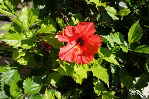 Ecomusee d' Algogida ( Fuerteventura ) Ecomusee d' Algogida ( Fuerteventura )