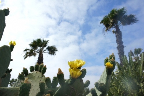 Playa Bianca ( Lanzarote ) Playa Bianca ( Lanzarote )