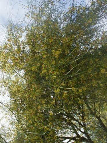 Playa Bianca ( Lanzarote ) Playa Bianca ( Lanzarote )