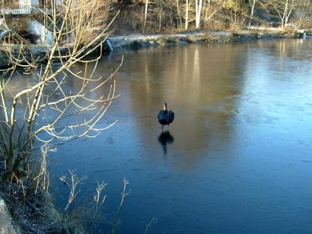 Le cygne patineur