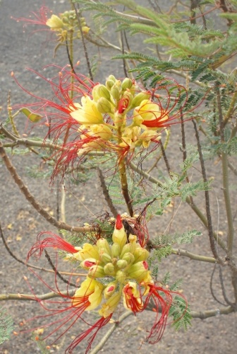 Playa Bianca ( Lanzarote ) Playa Bianca ( Lanzarote )