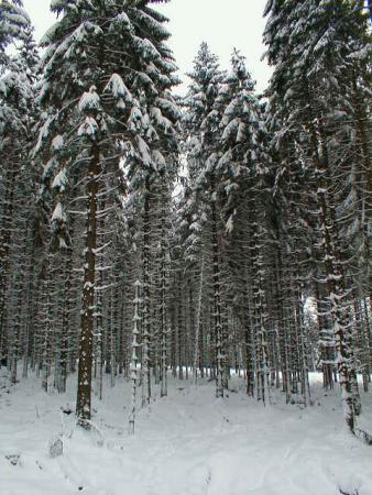 Paysage d'hiver sur les Fagnes wallonnes ( 01.2010 )