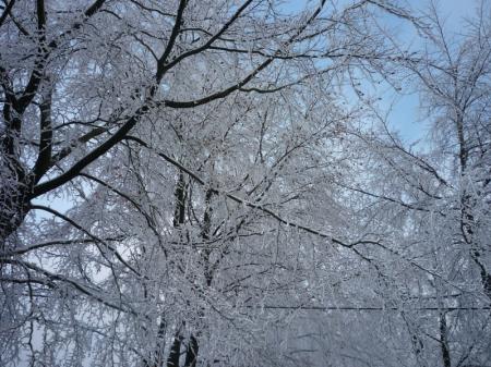 Paysage d'hiver dans les Fagnes wallonnes ( Spa - Malchamps )