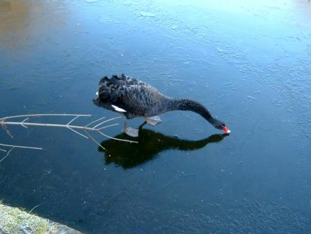 Le cygne patineur