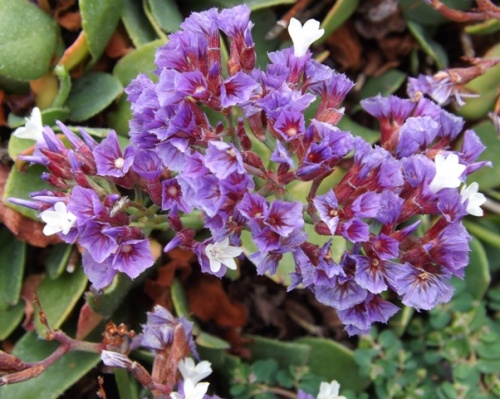 Jameos de Agua ( Lanzarote ) Jameos de Agua ( Lanzarote )