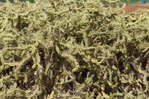 Antigua ( Fuerteventura ) Antigua ( Fuerteventura )