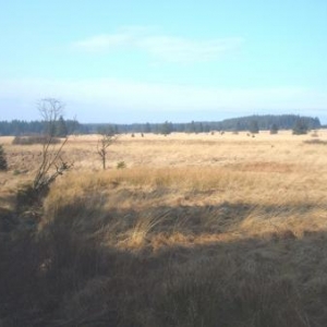 Paysage fagnard roussi par la sécheresse printanière