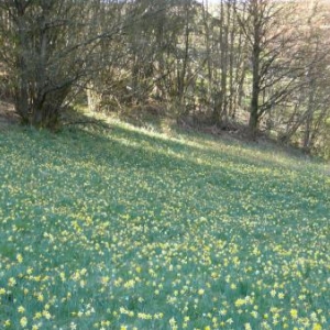 Les pres et talus tapisses de jonquilles