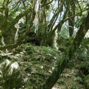 Hairy Feet: Lieu de tournage du film "Le Hobbit"