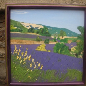 349- Champ de lavande