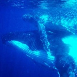 Les baleines de Tonga