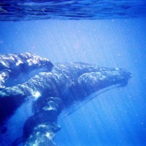 Les baleines de Tonga