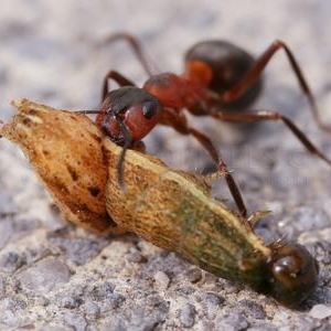 04. Fourmi rousse des bois ayant capture une chenille 