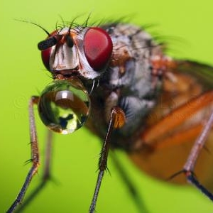 Une mouche repue qui regurgite un peu de miel. 