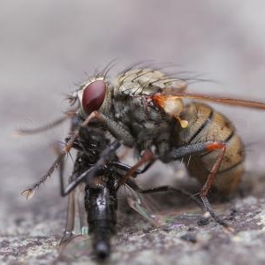 Scene de predation