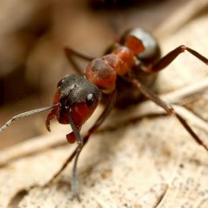 20. Fourmi rousse des bois en position defensive