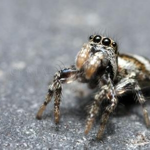 Salticus scenicus femelle