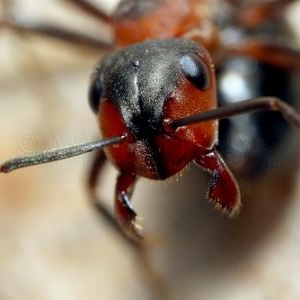 18. Gros plan sur une fourmi rousse des bois