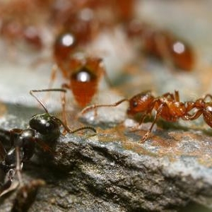 Formica se jouant de ruse pour approcher la goutte tenue par des Myrmica