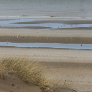 De Haan-aan-Zee, le Coq, un autre visage de la côte belge