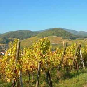 Les vignes d'Alsace