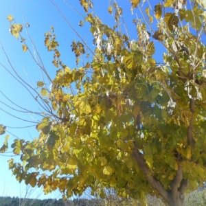 aubagne - font de mai - muriers