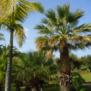 jardin botanique funchal