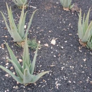 aloe vera avisa