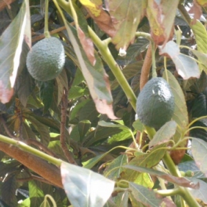 La Gomera, l'autre monde des Canaries