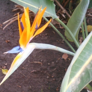 Tenerife, l'île au printemps éternel