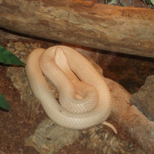 blankenberge - serpentarium blankenberge - serpentarium