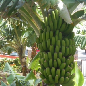 La Gomera, l'autre monde des Canaries