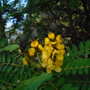 jardin botanique funchal