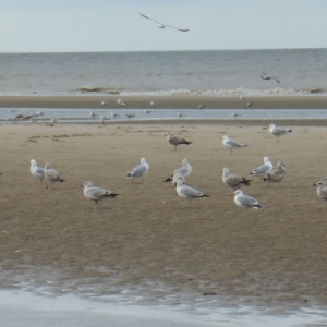 De Haan-aan-Zee, le Coq, un autre visage de la côte belge