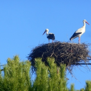 L'Algarve des trois printemps